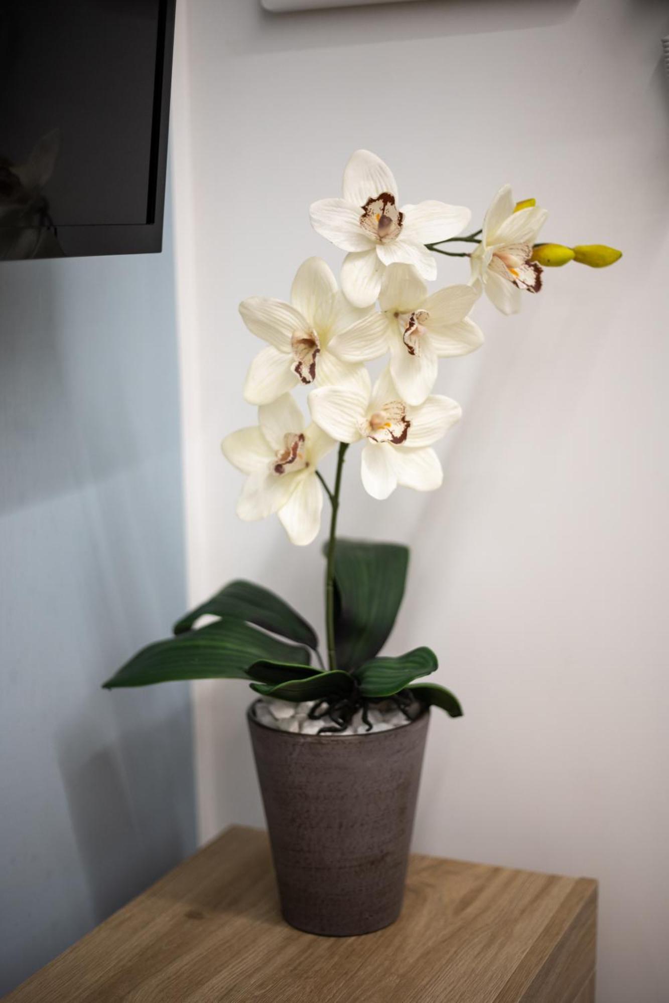 Filo Apartment คาปัว ภายนอก รูปภาพ